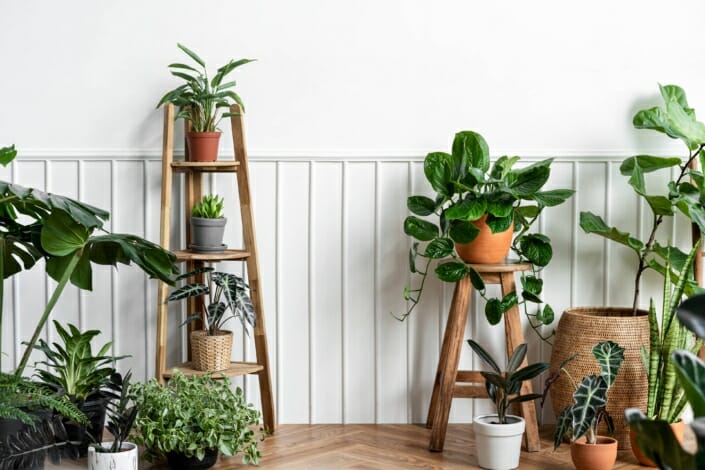 indoor houseplants corner parquet